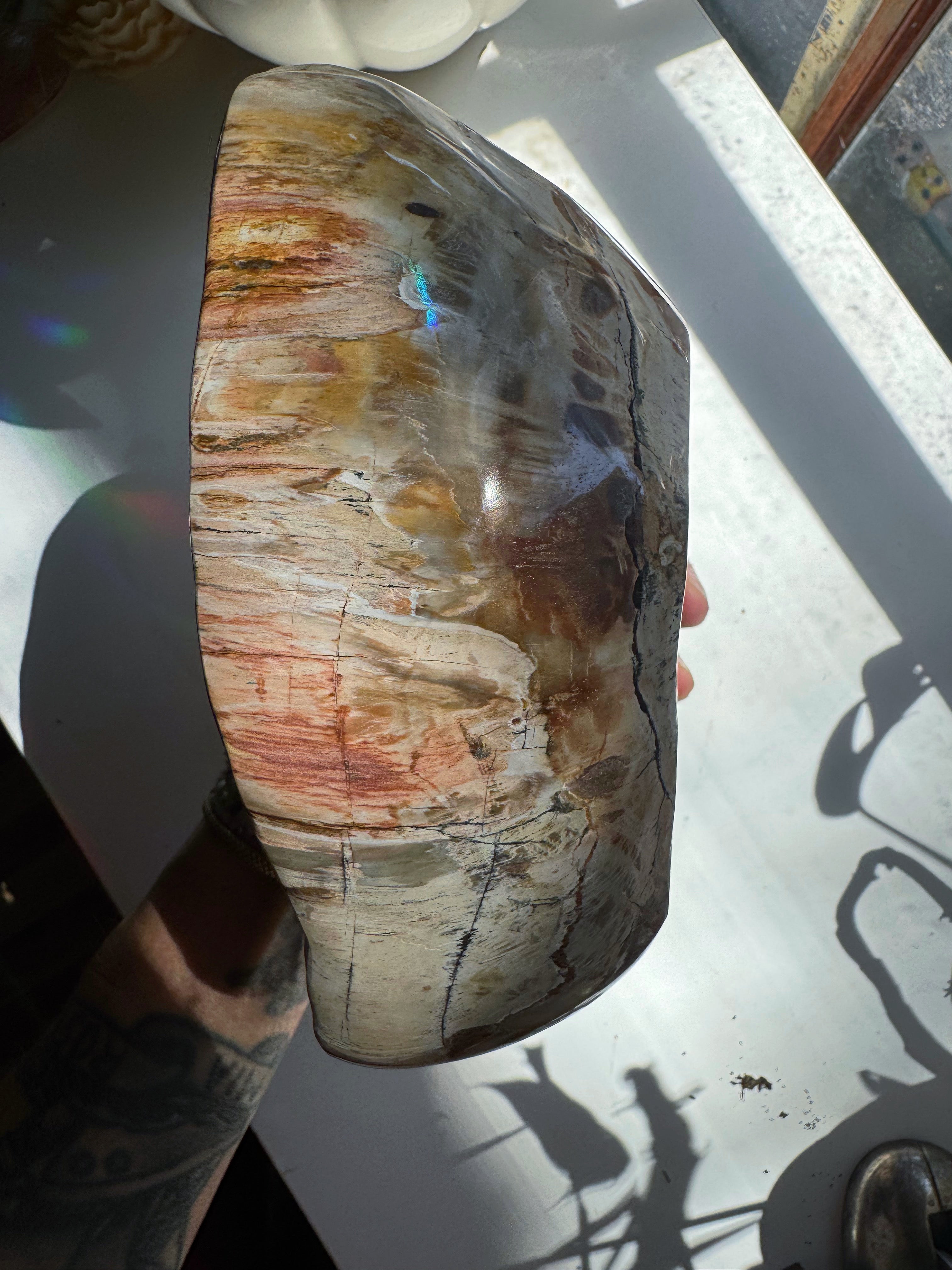Petrified Wood Bowl Baltic Mermaid