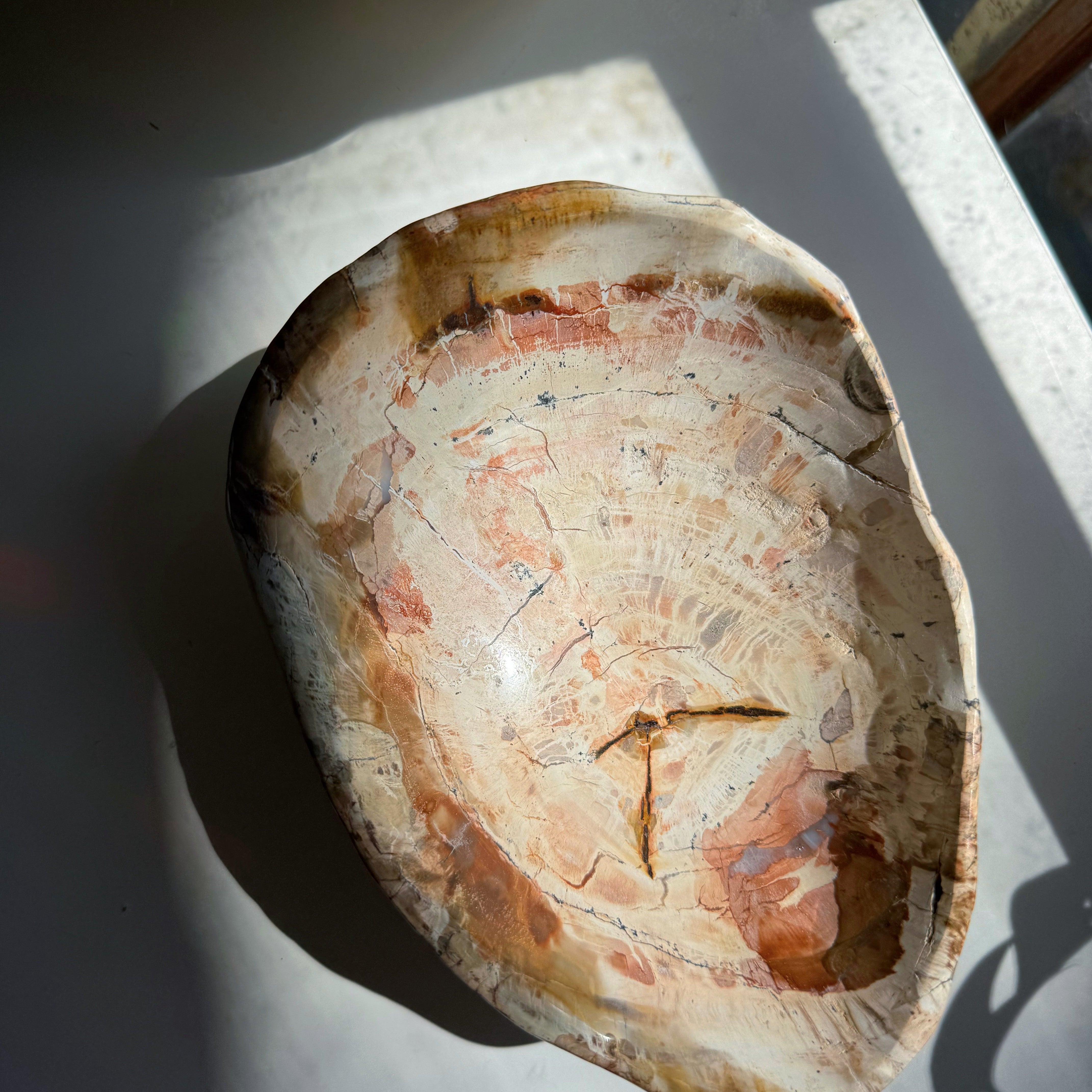 Petrified Wood Bowl Baltic Mermaid
