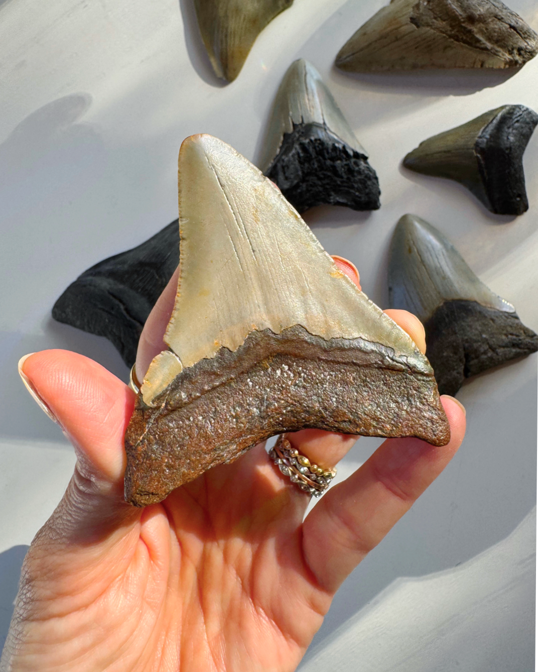Megalodon Tooth - Baltic Mermaid