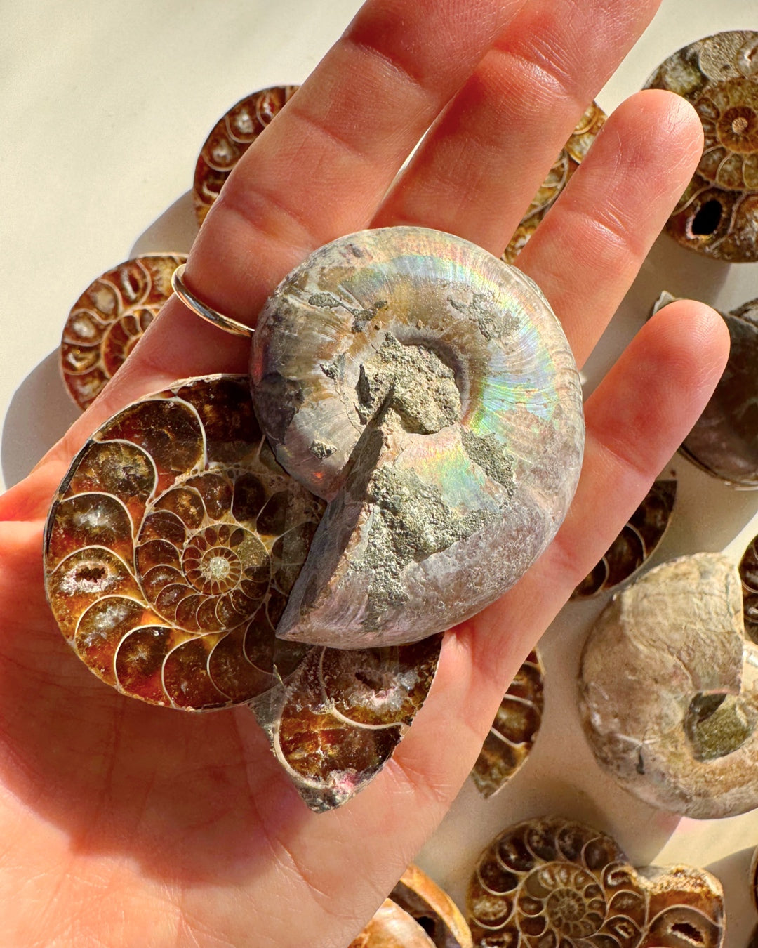 Ammonite Fossil Pairs - Baltic Mermaid