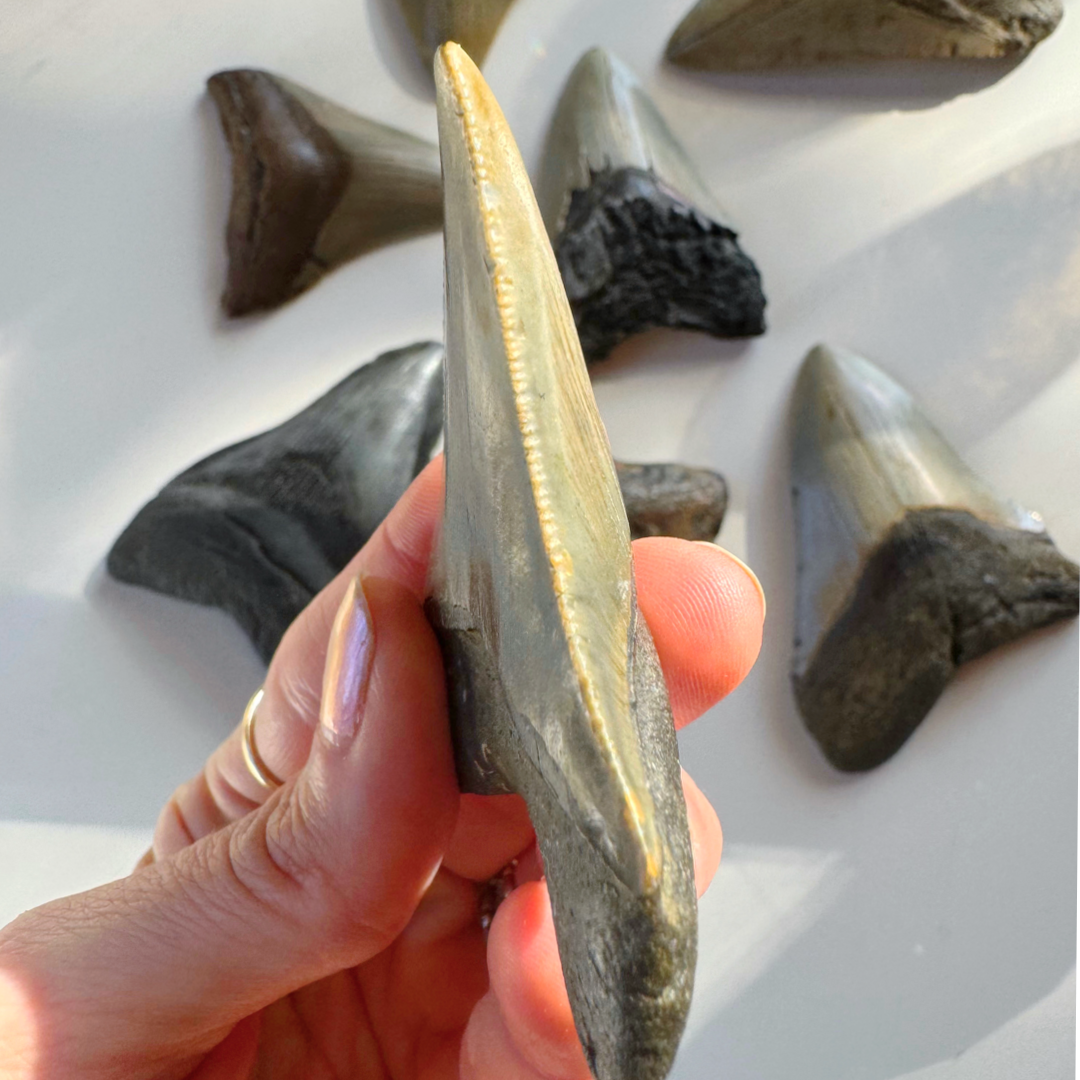 Megalodon Tooth - Baltic Mermaid