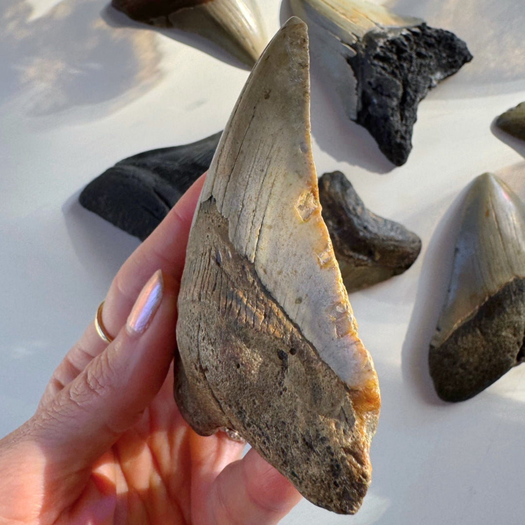 Megalodon Tooth - Baltic Mermaid