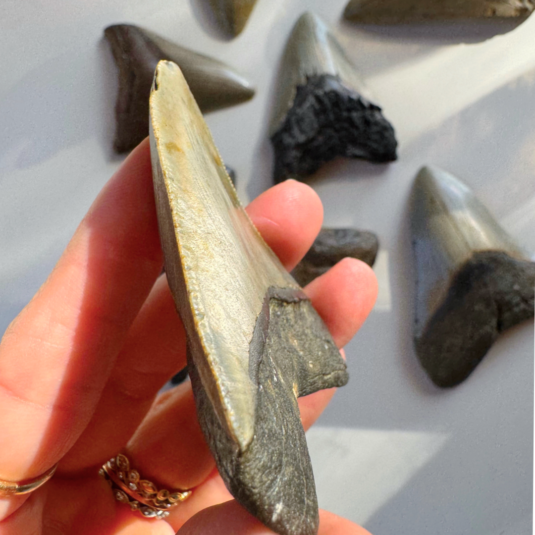 Megalodon Tooth - Baltic Mermaid