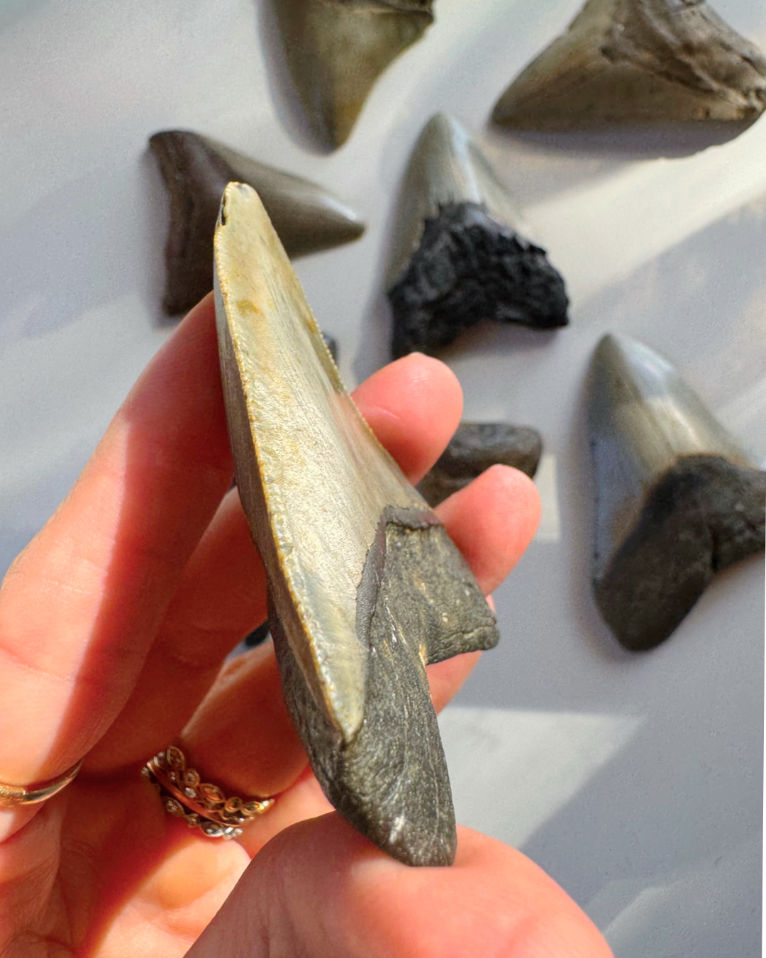 Megalodon Tooth - Baltic Mermaid