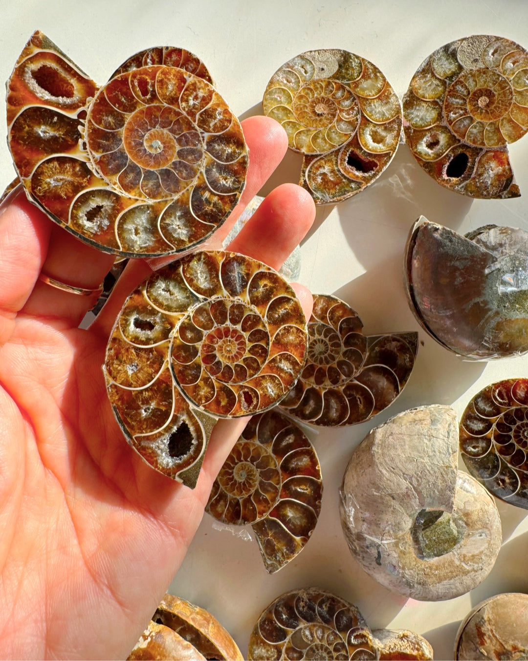 Ammonite Fossil Pairs - Baltic Mermaid