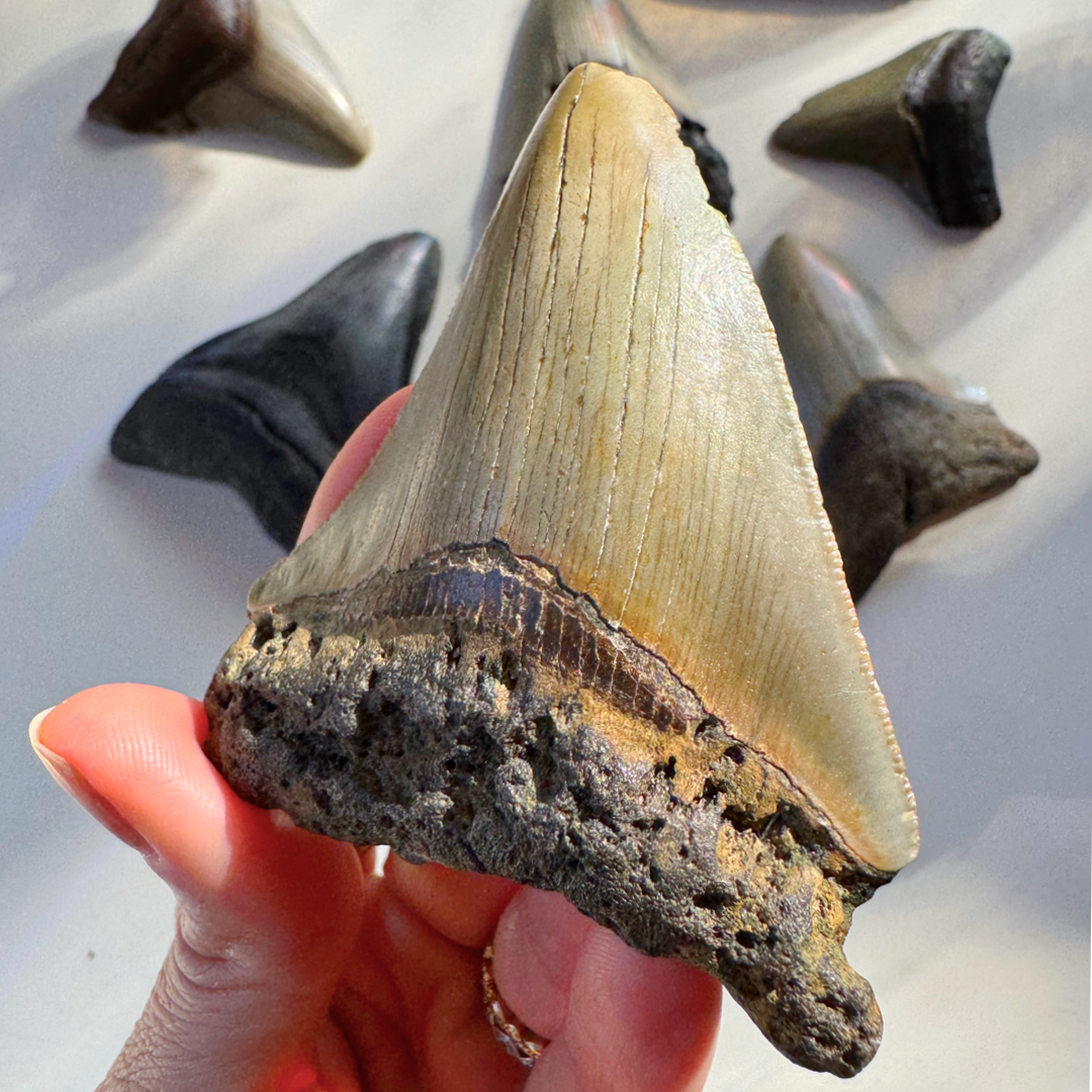 Megalodon Tooth - Baltic Mermaid