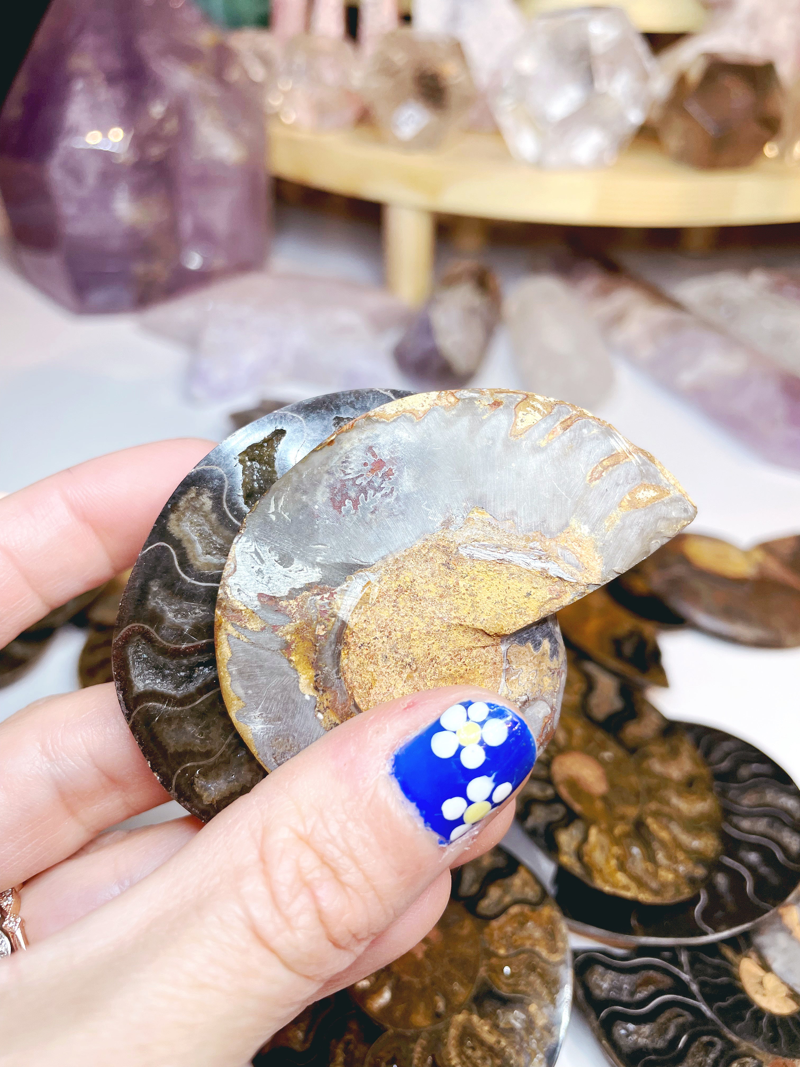 Black Ammonite Fossil Pairs - Baltic Mermaid