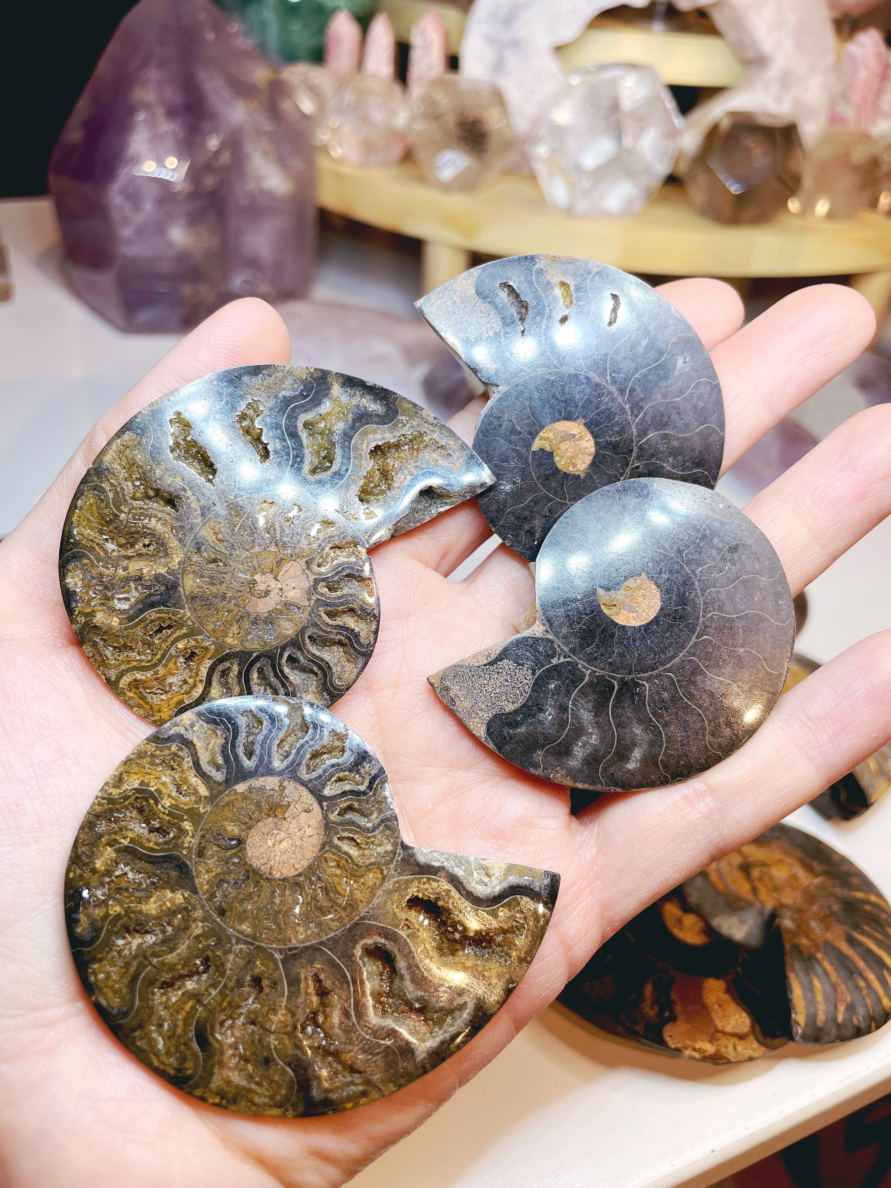 Black Ammonite Fossil Pairs - Baltic Mermaid