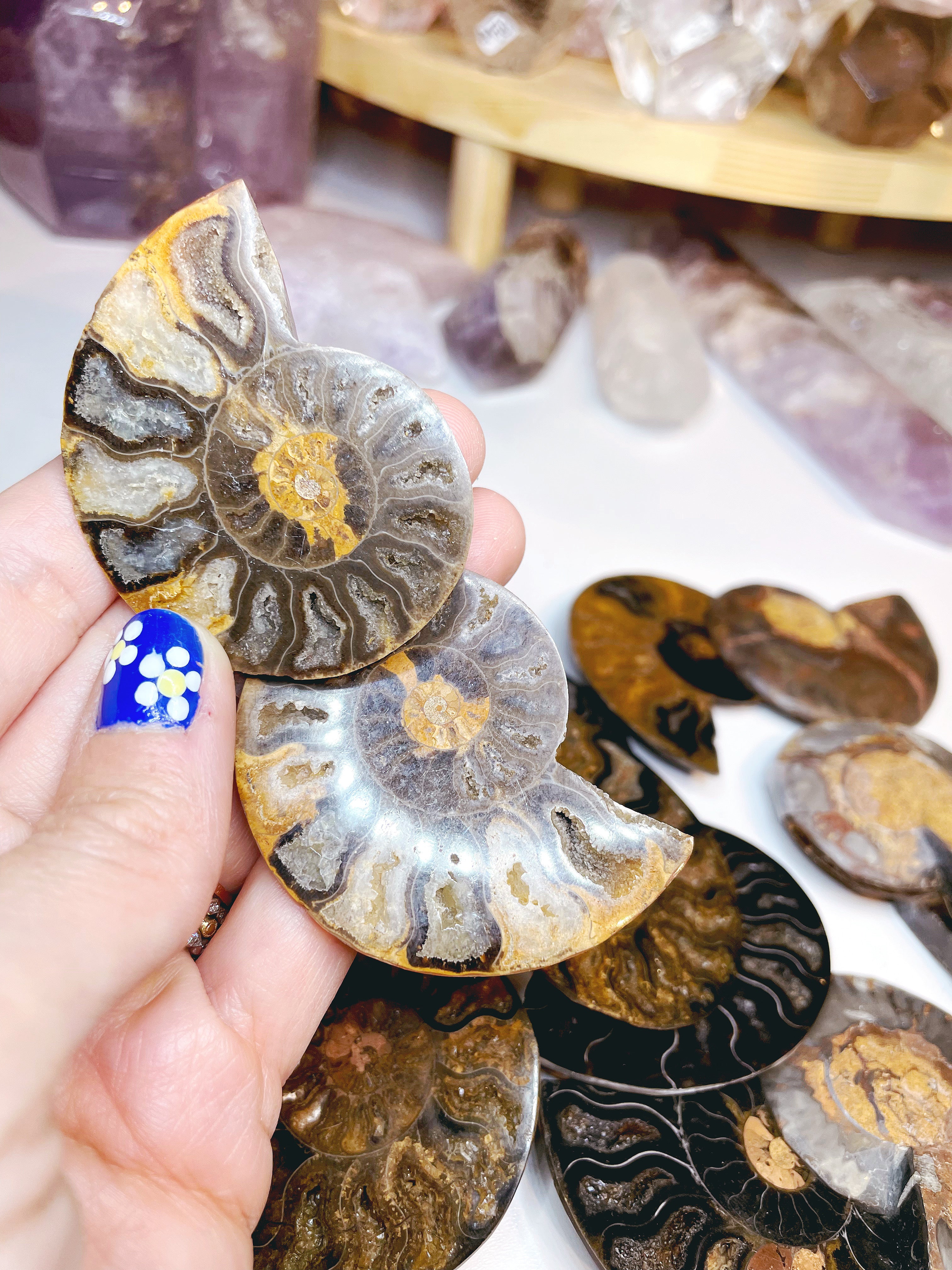 Black Ammonite Fossil Pairs - Baltic Mermaid