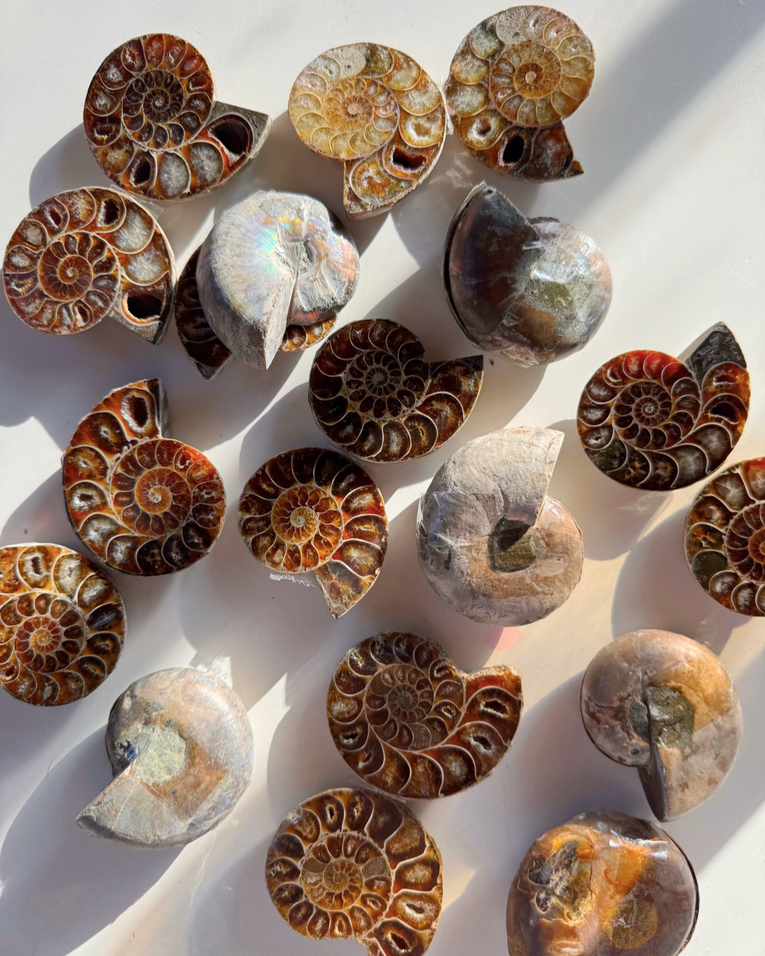 Ammonite