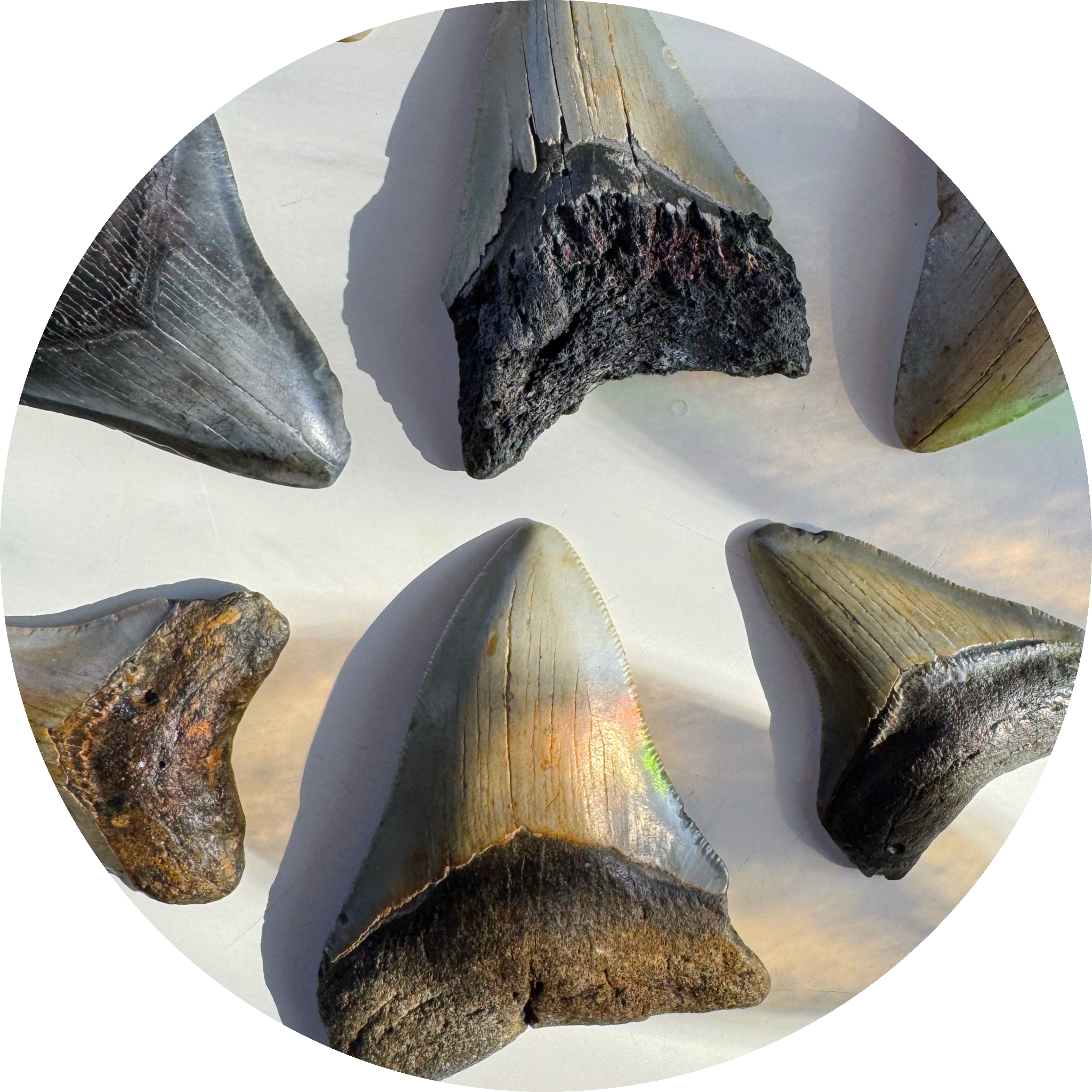 Megalodon Teeth