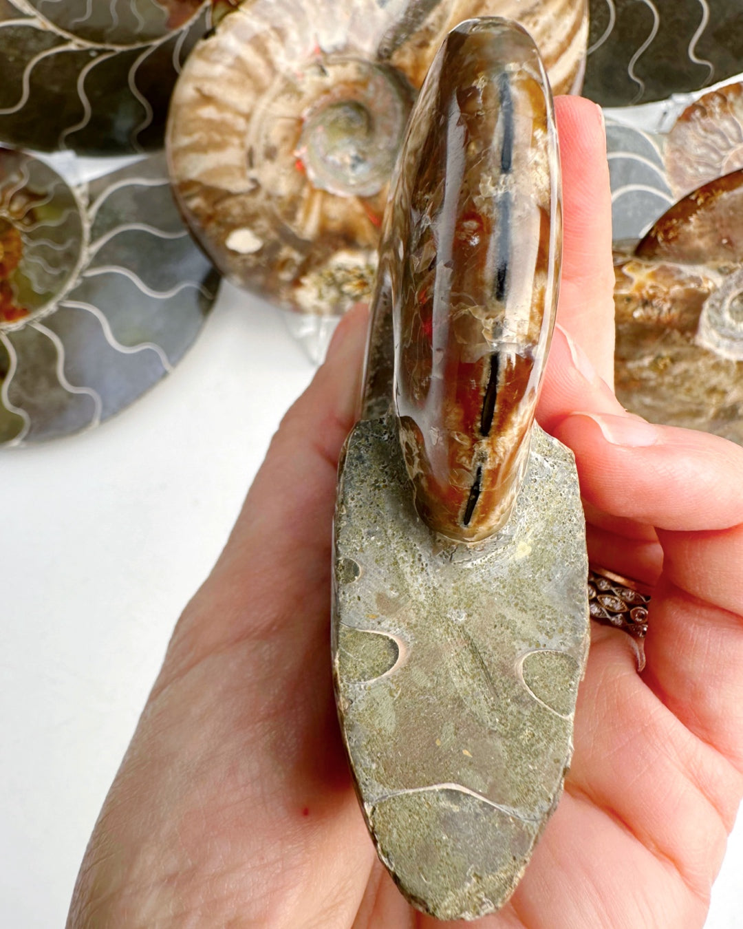 Red Ammonite Fossil - Baltic Mermaid