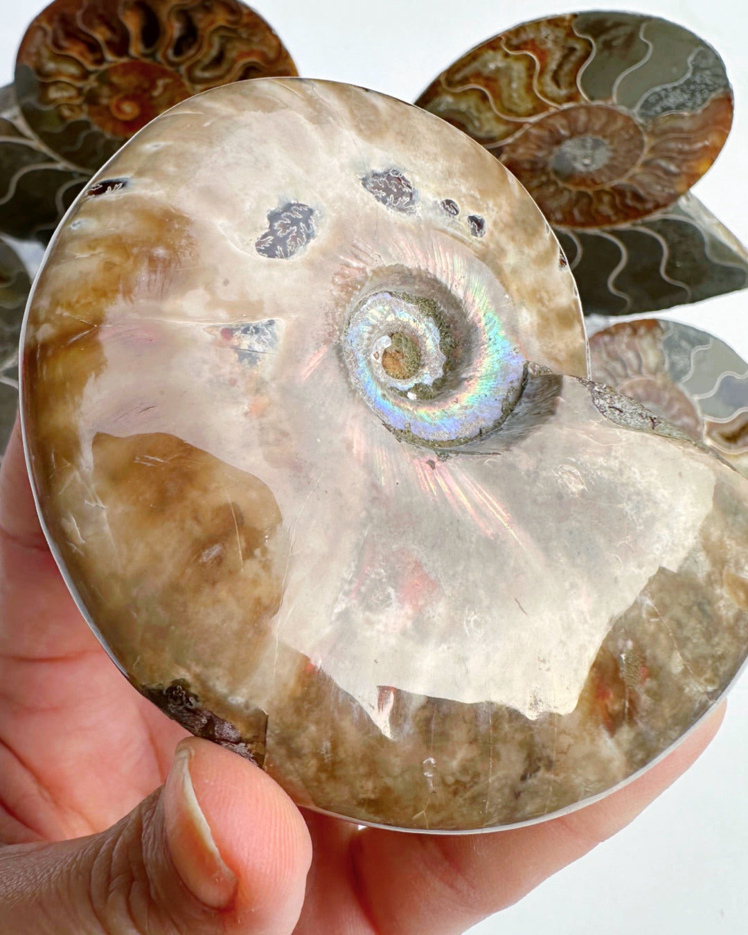 Red Ammonite Fossil - Baltic Mermaid