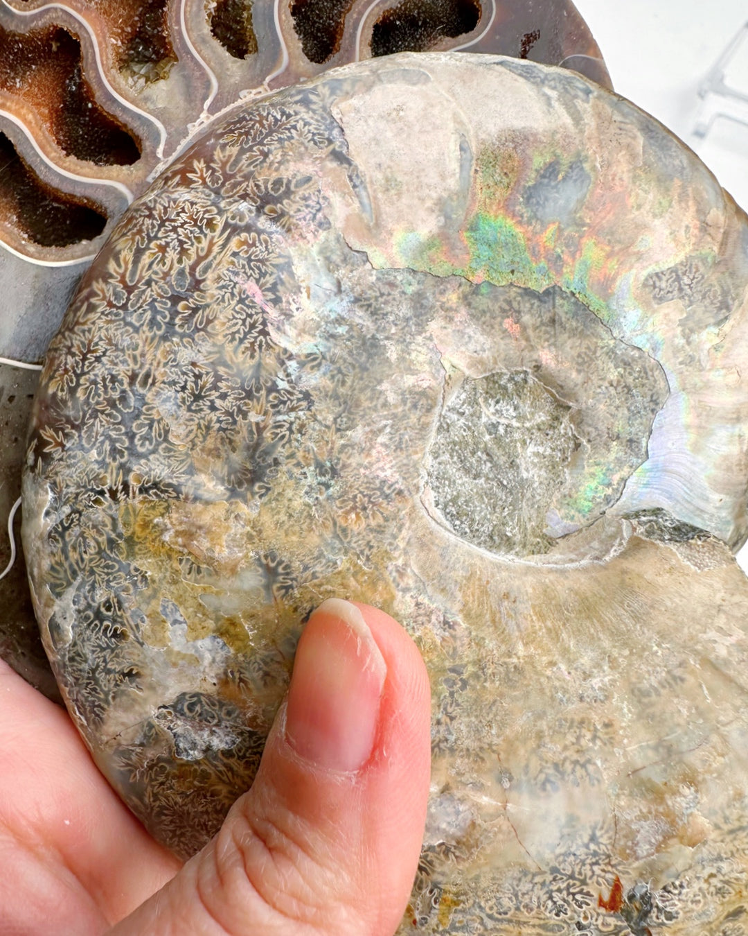 Blue Ammonite Fossil Pair