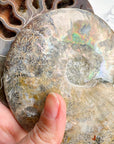 Blue Ammonite Fossil Pair