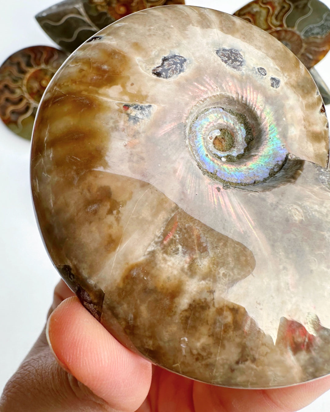 Red Ammonite Fossil - Baltic Mermaid