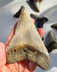 Megalodon Tooth