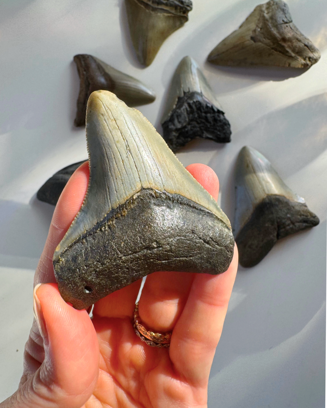 Megalodon Tooth - Baltic Mermaid