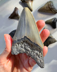 Megalodon Tooth