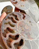 Blue Ammonite Fossil Pair - Baltic Mermaid
