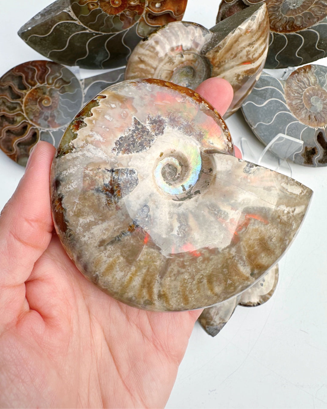 Red Ammonite Fossil