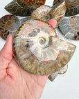 Red Ammonite Fossil