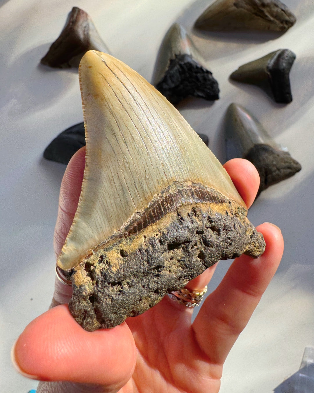 Megalodon Tooth - Baltic Mermaid