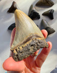 Megalodon Tooth