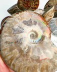 Red Ammonite Fossil