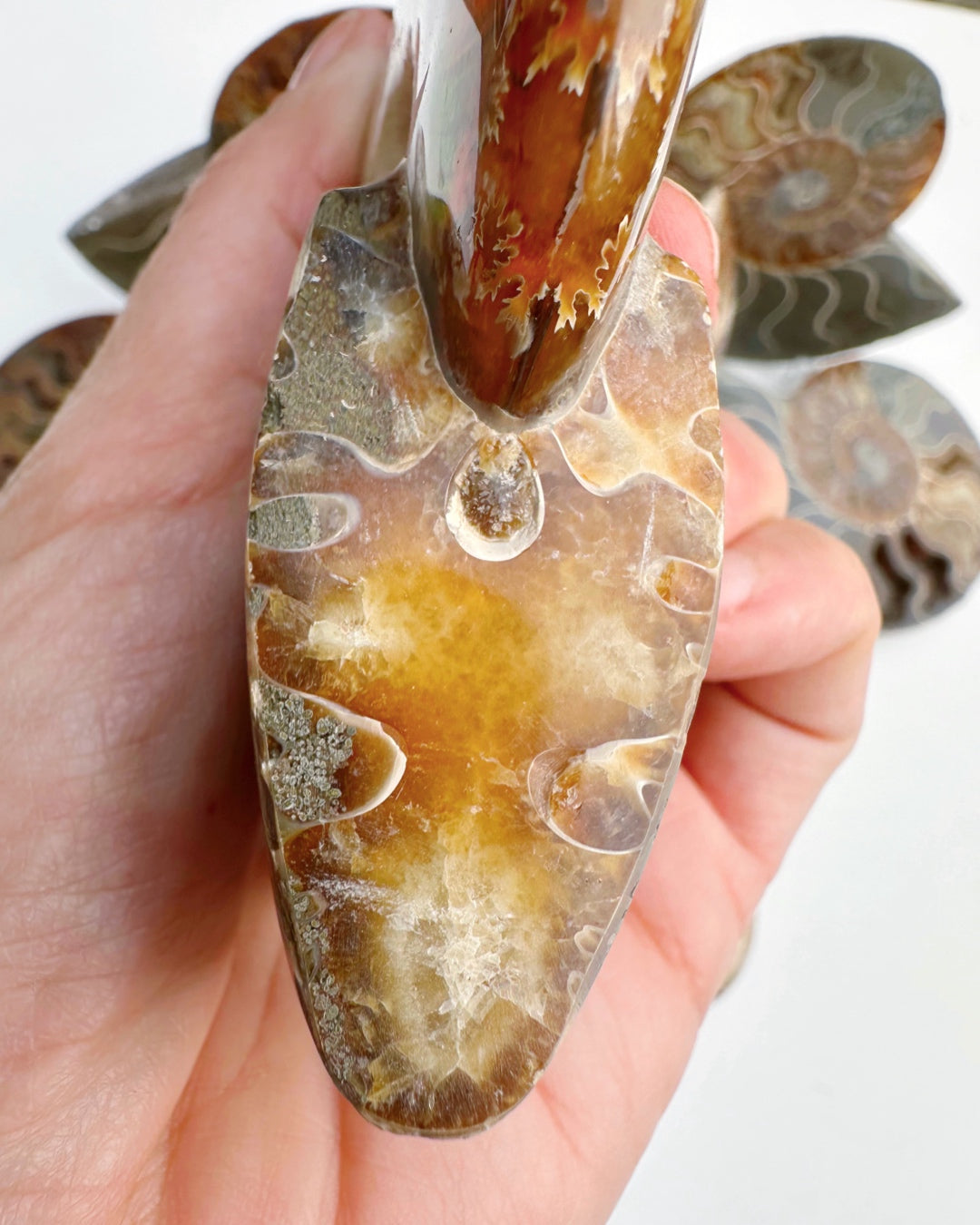 Red Ammonite Fossil