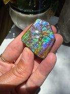Ammolite Gemstone Hand Specimen Baltic Mermaid