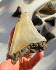 Megalodon Tooth