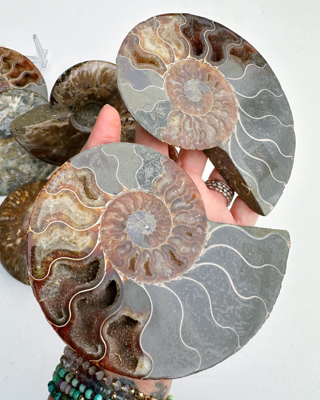 Blue Ammonite Fossil Pair