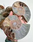 Blue Ammonite Fossil Pair