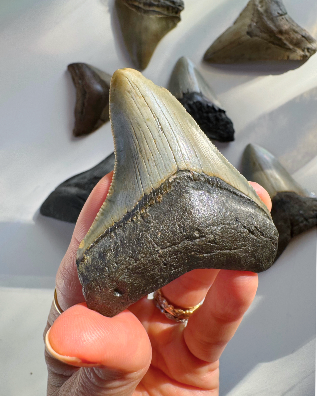 Megalodon Tooth - Baltic Mermaid