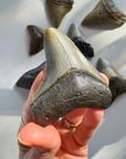 Megalodon Tooth