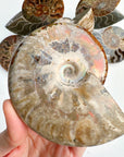 Red Ammonite Fossil