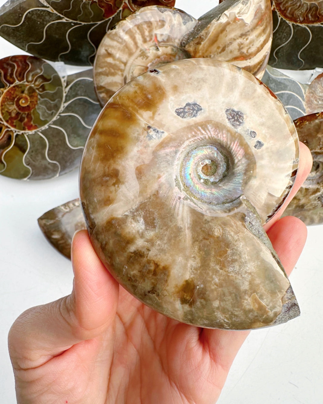 Red Ammonite Fossil