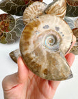 Red Ammonite Fossil