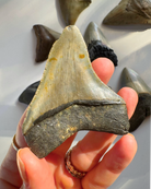 Megalodon Tooth - Baltic Mermaid