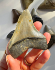 Megalodon Tooth