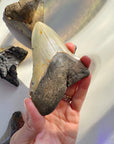 Megalodon Tooth