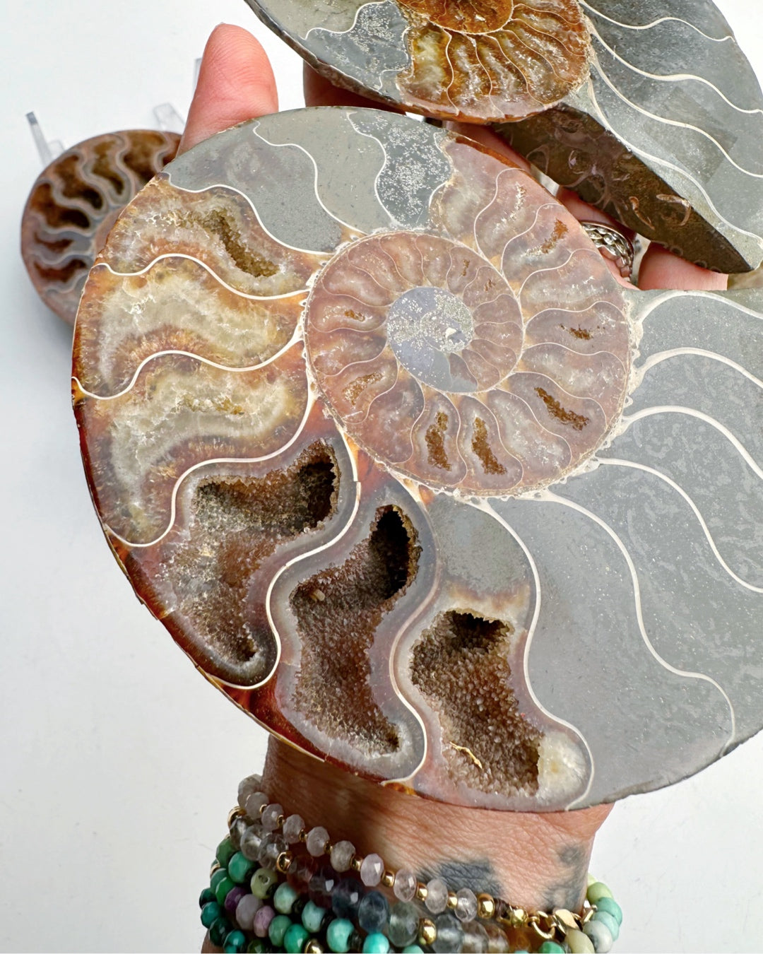 Blue Ammonite Fossil Pair