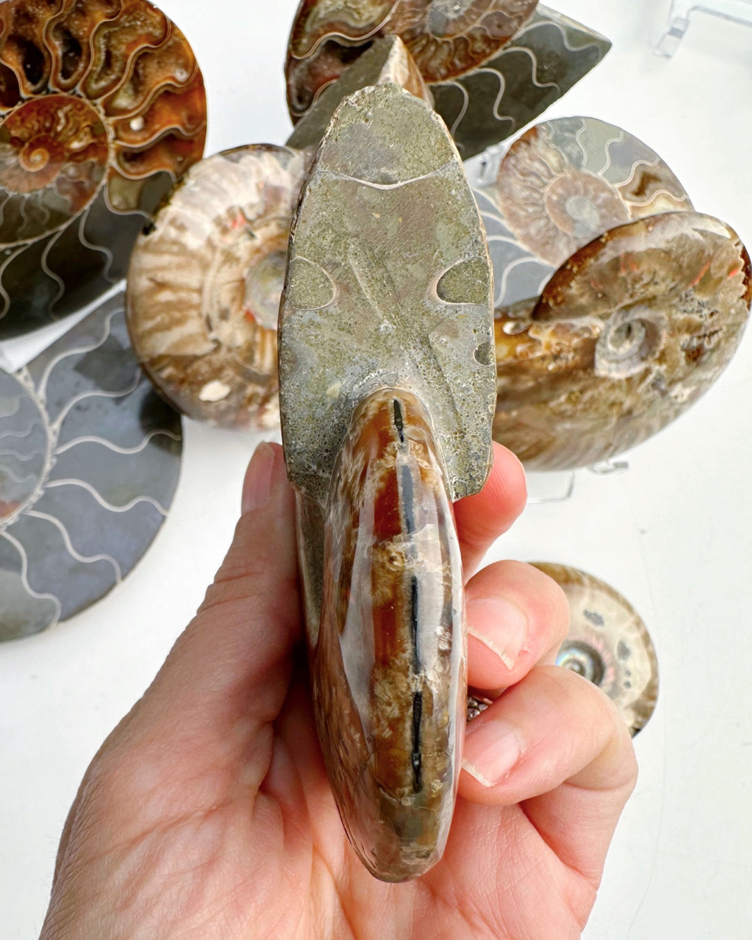 Red Ammonite Fossil - Baltic Mermaid