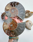 Blue Ammonite Fossil Pair