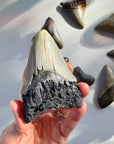 Megalodon Tooth