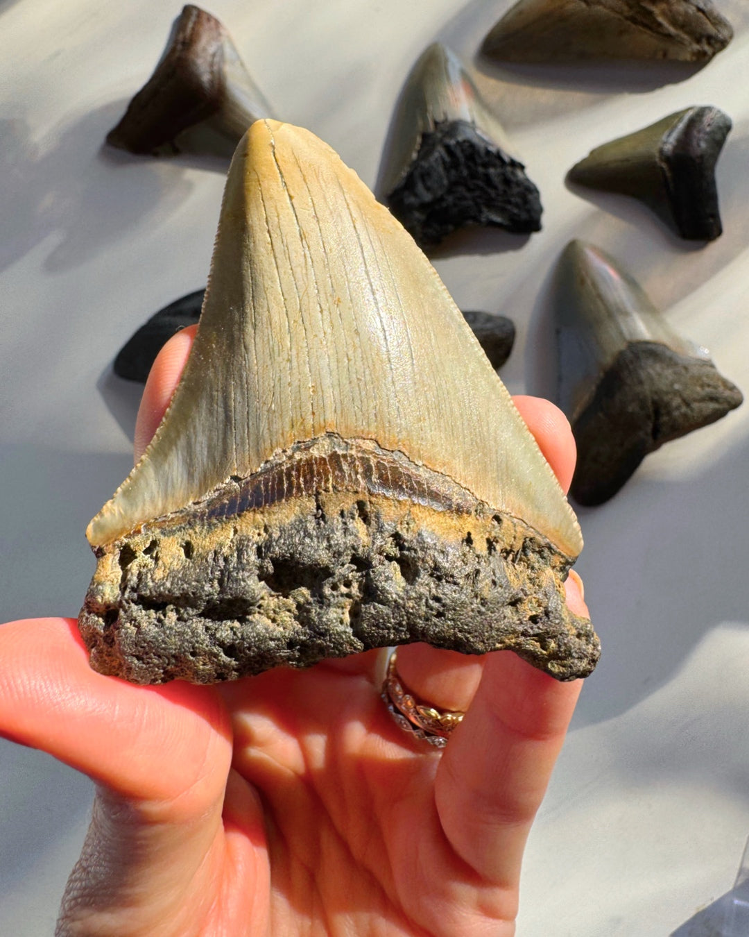 Megalodon Tooth - Baltic Mermaid
