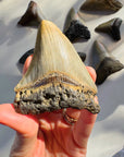 Megalodon Tooth