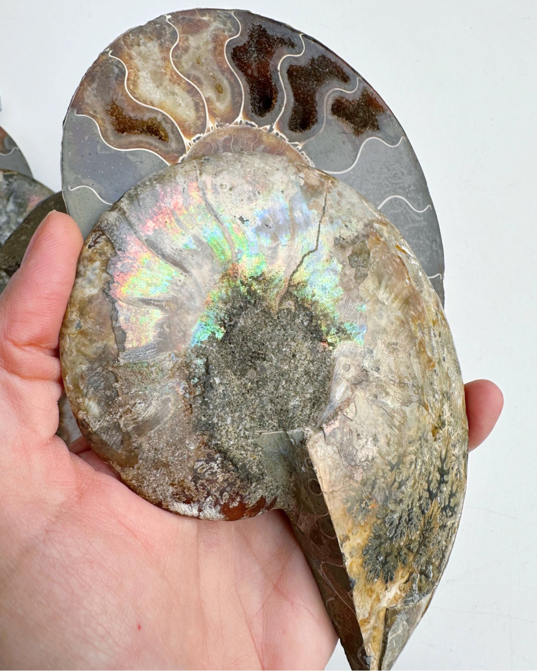 Blue Ammonite Fossil Pair