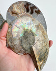 Blue Ammonite Fossil Pair